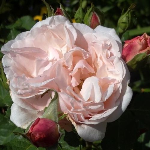 Rosa chiaro - rose nostalgiche